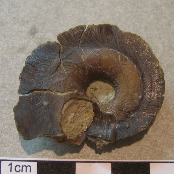 Fossiliensammler U.Lieven